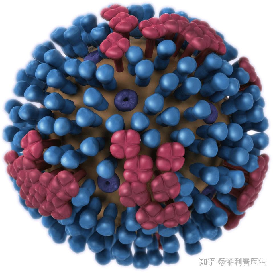 抗病毒药物有多种选择(图1)