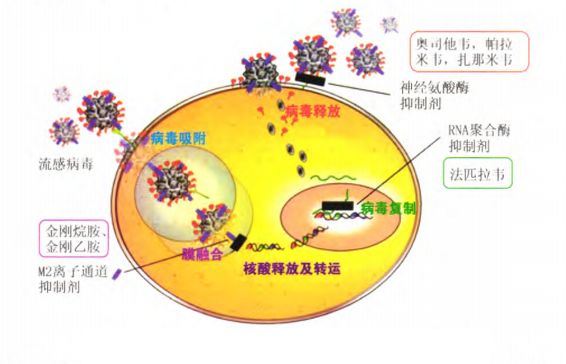 新冠抗病毒药究竟有何功效？针对哪类人群？这篇文章说清楚了……(图1)