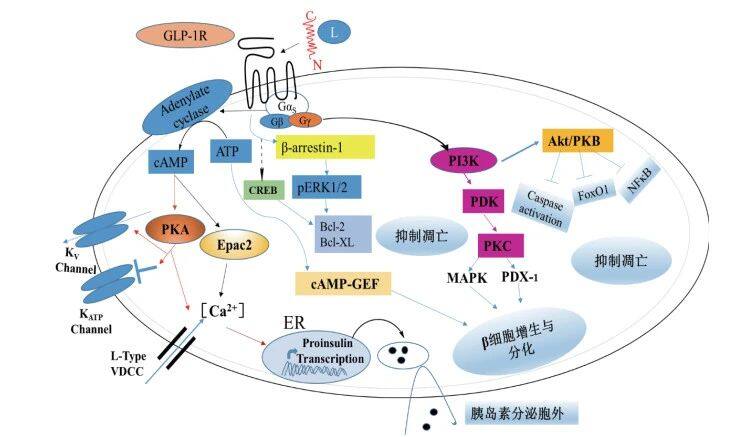 糖尿病也可用外科手术治疗(图1)